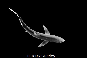 'Just cruising...'
Blue shark, Cornwall, UK
—
Subal un... by Terry Steeley 